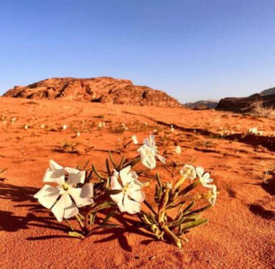 Salma Desert Camp 瓦迪拉姆 外观 照片
