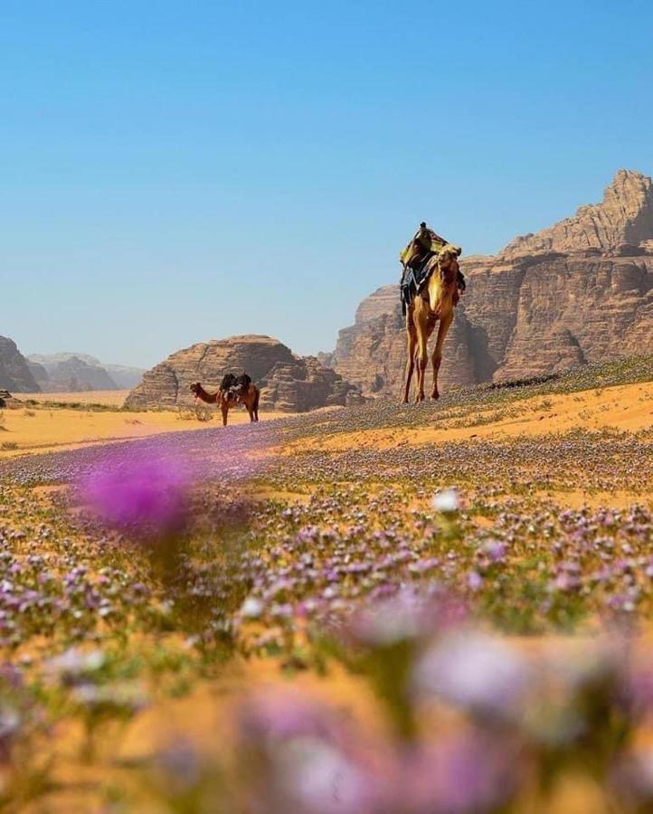 Salma Desert Camp 瓦迪拉姆 外观 照片